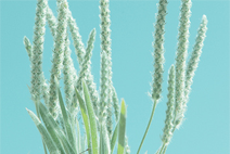 短信轰在线轰炸